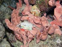 Sleeping Parrotfish